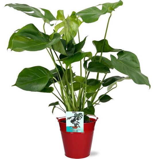 Monstera Deliciosa - Ø19cm - 60cm + Emmer D20x18,5cm - Rood