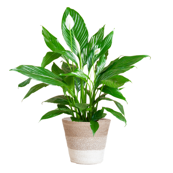 Spathiphyllum (Lepelplant) met Mand - 80cm - Ø21