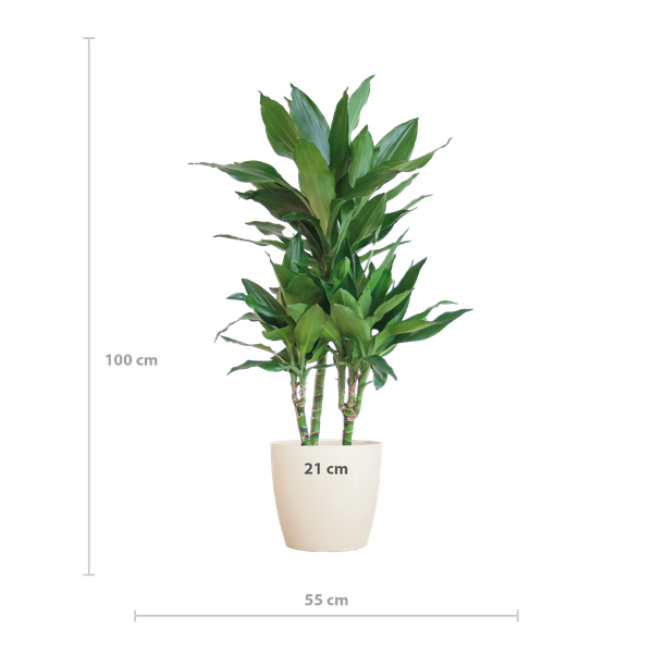 Dracaena  Janet Lindt met Pot of Mand - 95cm - Ø21