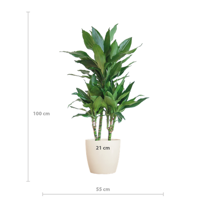 Dracaena  Janet Lindt met Pot of Mand - 95cm - Ø21