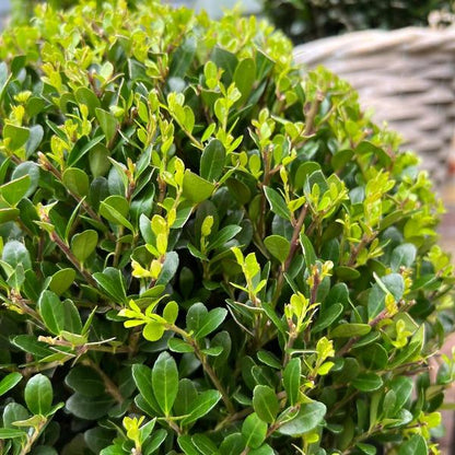 2x Ilex crenata 'Jenny' bol in houten pot | set van 2 stuks | 20 cm Ø - Wintergroene tuinplant