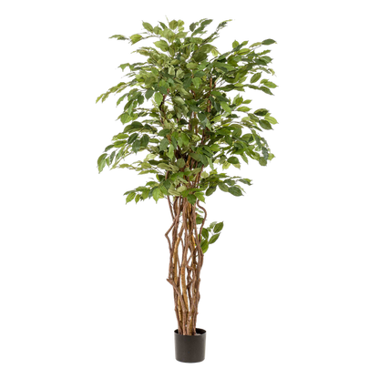 kunstplant - Ficus liana  - Vioolbladplant - 170cm