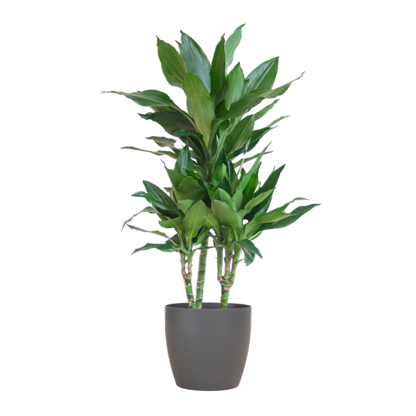 Dracaena  Janet Lindt met Pot of Mand - 95cm - Ø21