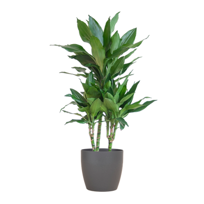 Dracaena  Janet Lindt met Pot of Mand - 95cm - Ø21