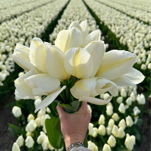 Flowerbulbs Amsterdam - Medium Holland Mix - Duurzame voordeelzak, 50 bloembollen voor 1 m2 bloemenpracht - Maat 12+