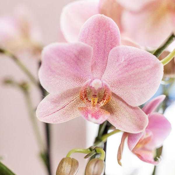 Kolibri Orchids I COMBI DEAL van 2 oud roze Phalaenopsis orchideeën - Treviso - potmaat Ø12cm | bloeiende kamerplant - vers van de kweker