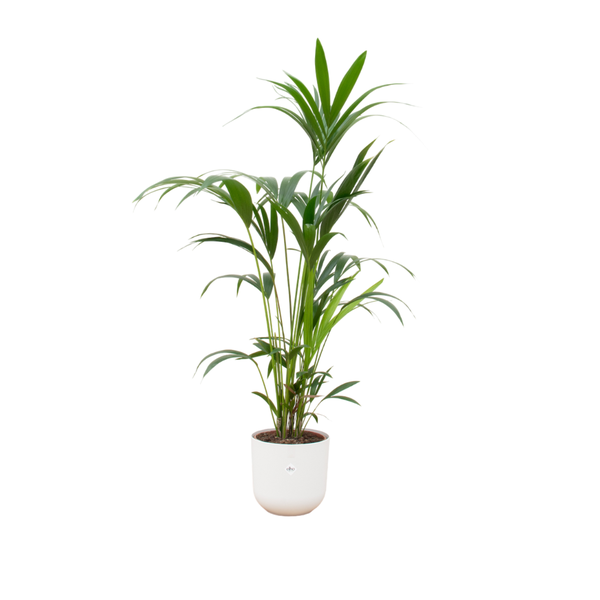 Kentia palm inclusief elho Jazz Round Pot Ø26 - 130cm-160cm