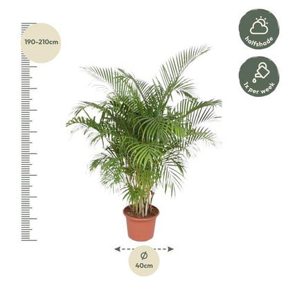 Dypsis Lutescens (Areca Palm) - 200 cm - ø40