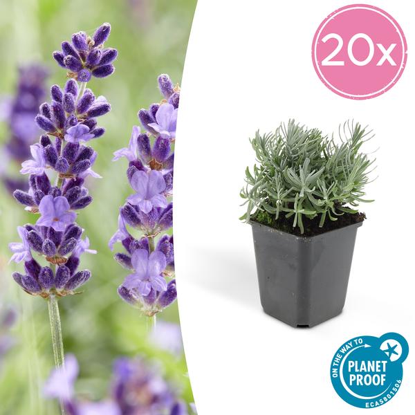 Lavandula 'Hidcote' - ↕10-25cm - Ø9cm - Lavendel - Tuinplanten