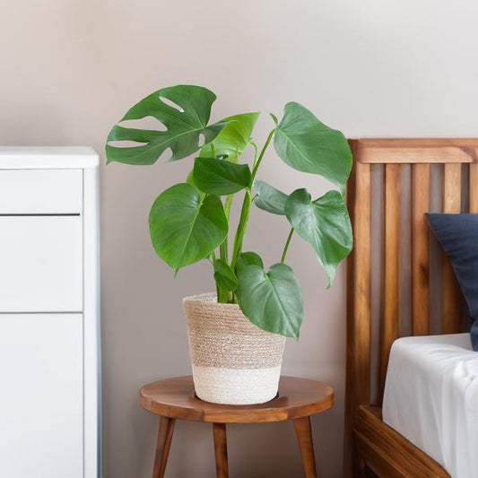 Monstera Deliciosa met Lissabon mand wit  - 50cm - Ø17