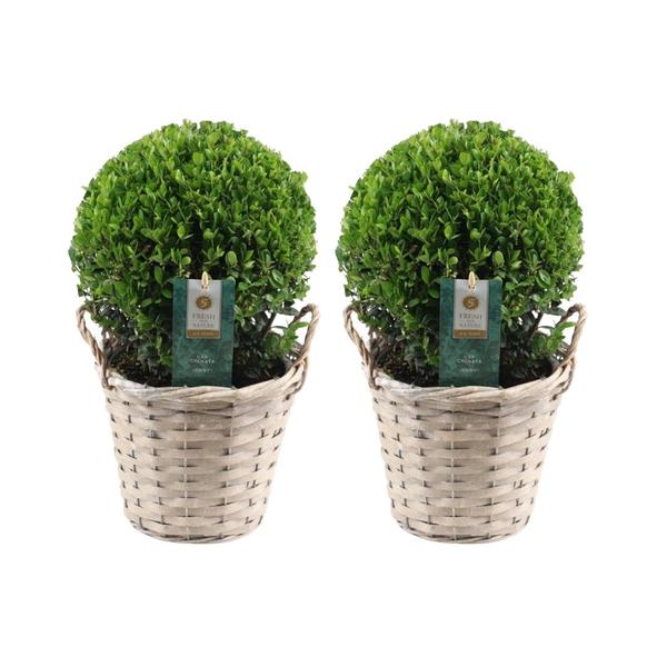 2x Ilex crenata 'Jenny' bol in rietenmand | set van 2 stuks | 20 cm Ø diameter