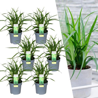 Carex morrowi 'Irish Green' - Ø 14 cm - ↨ 25 cm