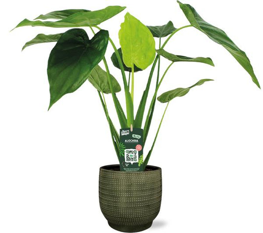 Alocasia Cucullata - Ø19cm - ↕55cm + Lykke Pot D21x20cm - Groen