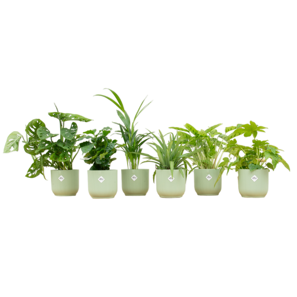 Verrassingsbox - 6 planten inclusief elho Vibes Fold Round Ø14