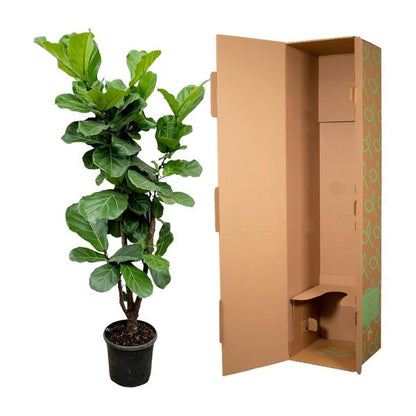 Ficus Lyrata vertakt - 180cm - ⌀32