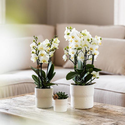 Kolibri Orchids | Witte phalaenopsis orchidee - Lausanne - potmaat Ø9cm | bloeiende kamerplant - vers van de kweker