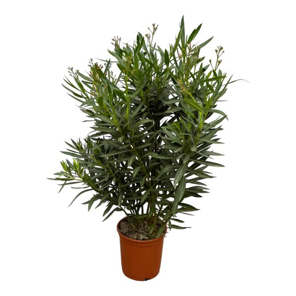 Nerium Oleander struik met rode bloem - 160 cm - Ø30cm