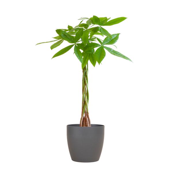 Pachira Aquatica met Pot diverse keuzes - 80cm - Ø21