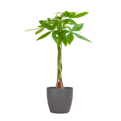 Pachira Aquatica met Pot diverse keuzes - 80cm - Ø21