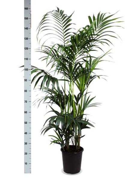 Kentia Palm Ø27cm ↕160cm in Boule Pot