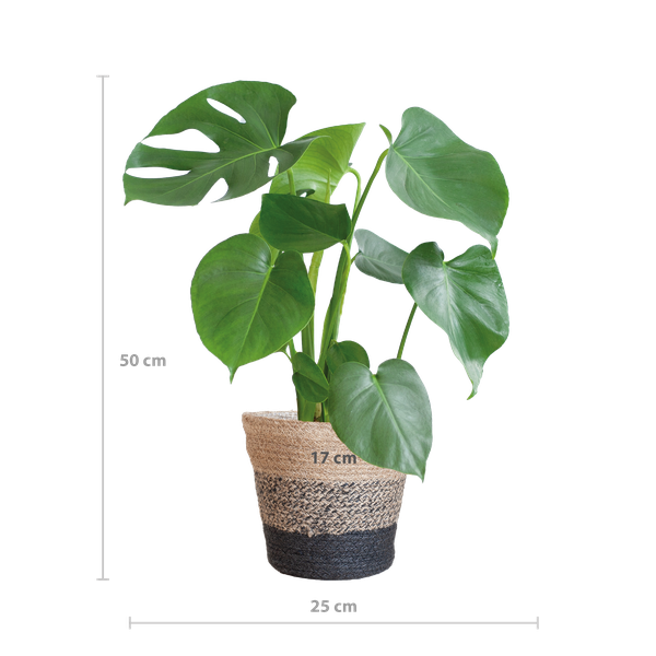 Monstera Deliciosa met Lissabon mand zwart  - 50cm - Ø17