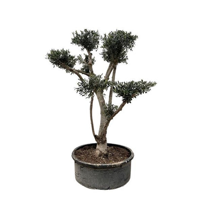 Olijfboom Europaea Pompon - 210cm- Ø80