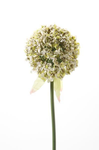 Kunstbloemen Solo - White - Allium Flower - x 7 - 70 cm