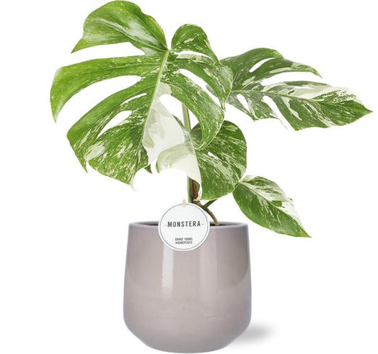 Monstera Deliciosa Variegata - Ø15cm - ↕45cm + Puglia Pot D16,5/18x16cm - Grijs