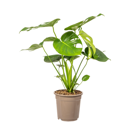 Monstera Deliciosa Tauerii Ø19cm - ↕80cm