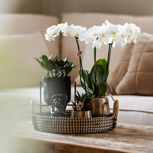 Kolibri Company | Gift set Home Hub | Plantenset met Phalaenopsis Orchidee en Succulenten incl. keramieken sierpotten