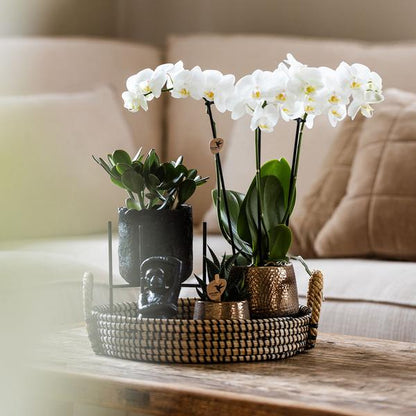 Kolibri Company | Gift set Home Hub | Plantenset met Phalaenopsis Orchidee en Succulenten incl. keramieken sierpotten