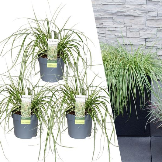 Carex hachijoensis 'Evergold' - Ø 14 cm - ↨ 25 cm