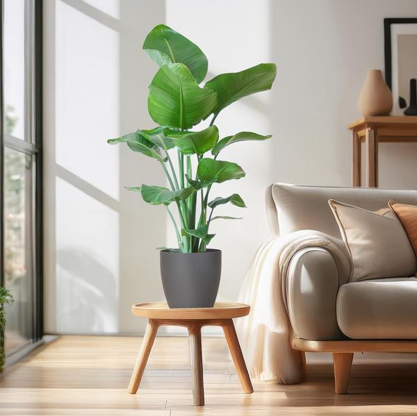 Strelitzia Nicolai met Viber pot - 80cm - Ø21 Groene Kamerplant - Luchtzuiverende Plant