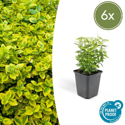 Euonymus fort. 'Emerald 'n Gold’ - ↕10-25cm - Ø9cm