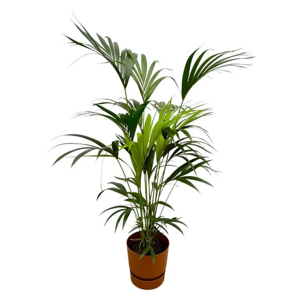 Kentia palm inclusief Elho Greenville Round Pot - 160cm - Ø30