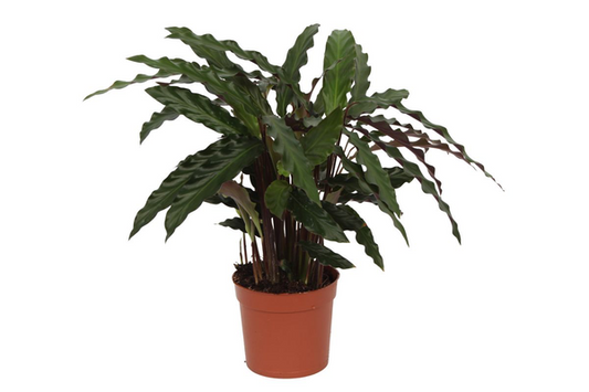 Calathea Elgergrass - 40 cm - Ø12cm