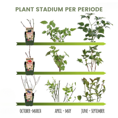 "Vruchten oase" BIO Fruitplanten mix set van 5 verschillende soorten