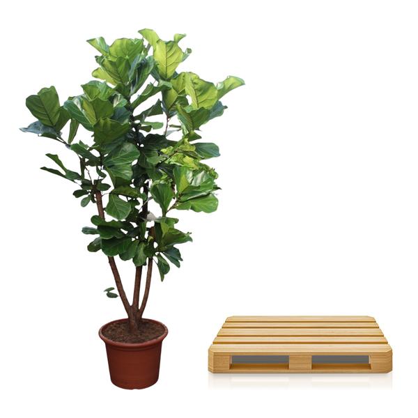 Ficus Lyrata vertakt - 240 cm - ø50