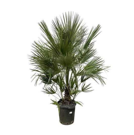 Chamaerops Humilis struik - 200 cm - ø40- dwergpalm