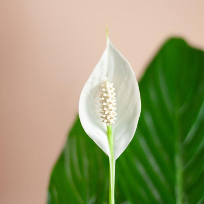 Spathiphyllum (Lepelplant) met Mand - 80cm - Ø21