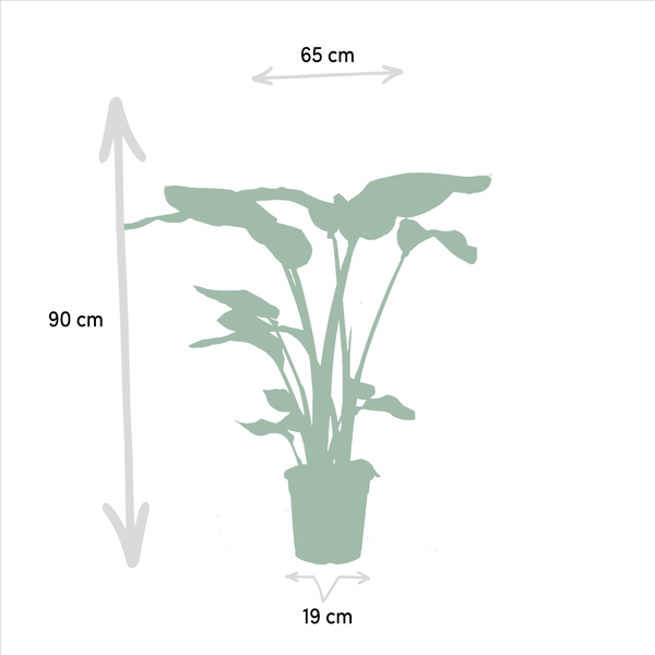 Monstera Deliciosa - Ø21cm - ↕75cm + Alocasia Zebrina - Ø19cm - ↕75cm + Strelitzia Nicolai - Ø19cm - ↕85cm