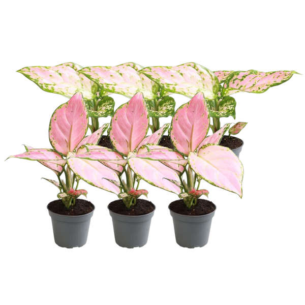 Aglaonema Set - Red Valentine &amp; Red Zirkon (6x) | Sierplanten voor in Huis