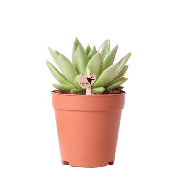 Kolibri Greens | Groene plant - Succulent Echeveria Miranda - groene kamerplant - vers van de kweker - Ø9cm