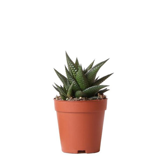 Kolibri Greens | Groene plant - Succulent Haworthia Limifolia - potmaat Ø9cm - groene kamerplant - vers van de kweker