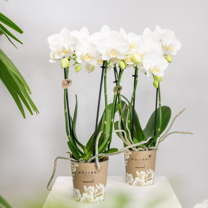 Kolibri Orchids | COMBI DEAL van 2 witte Phalaenopsis orchideeën - Amabilis - potmaat Ø9cm | bloeiende kamerplant - vers van de kweker