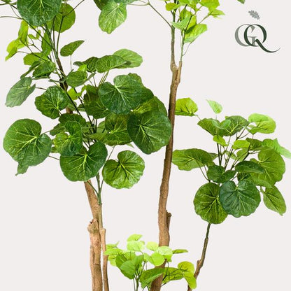 Kunstplant - Polyscias - Aralia - 135 cm