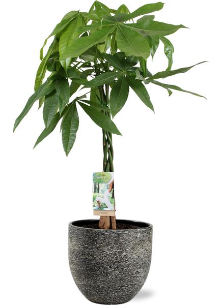 Pachira Aquatica - Ø21cm - ↕90cm + Pot D23x20cm