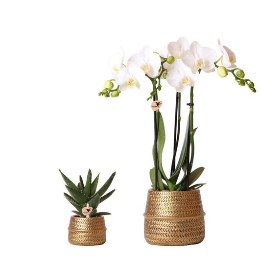 Kolibri Company - Planten set Groove goud | Set met witte Phalaenopsis orchidee Amabilis Ø9cm en groene plant Succulent Aloe Brevifolia Ø6cm  | incl. gouden keramieken sierpotten