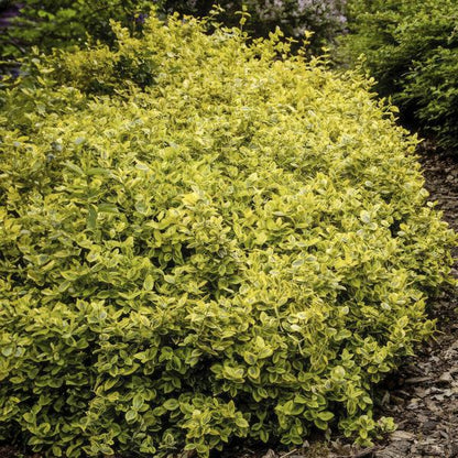 Euonymus fort. 'Emerald 'n Gold’ - ↕10-25cm - Ø9cm