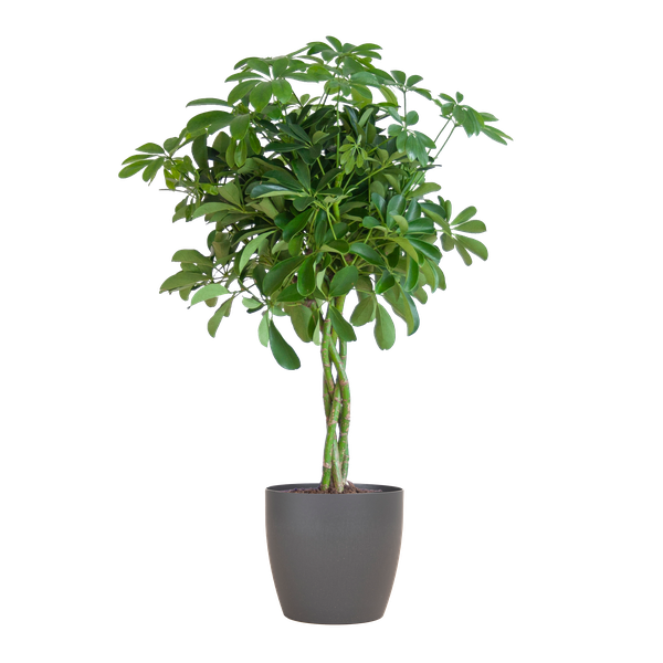 Schefflera Arab Nora Keuze uit pot of mand   - 70cm - Ø21 (vingerplant)